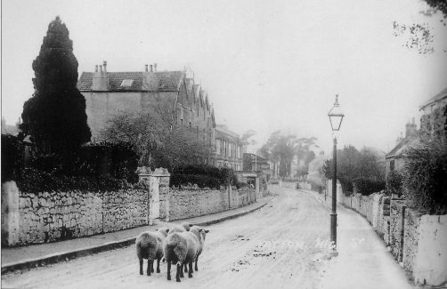 Sheep in the High St