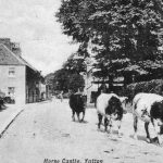 Cattle on way to Yatton market