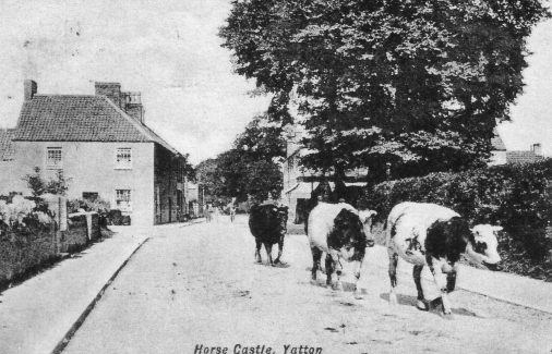 Cattle on way to Yatton market